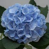 'Verena'® blue