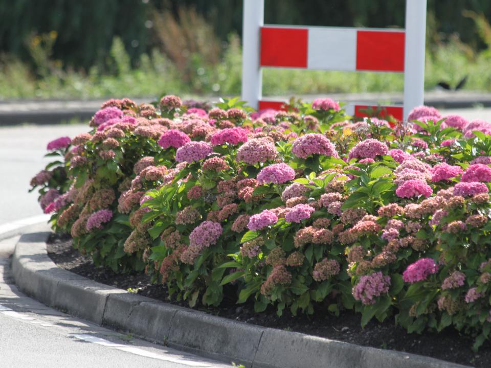 Hortensia Collectie Tuin Van Klaveren Plant