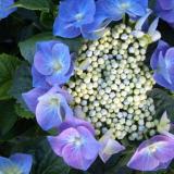 Гидрангея "Синие цветы по краям"