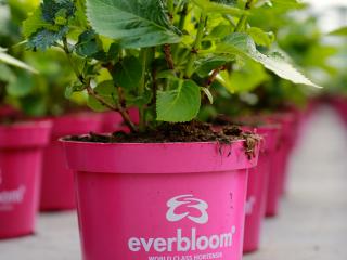 Everbloom® Pink Wonder