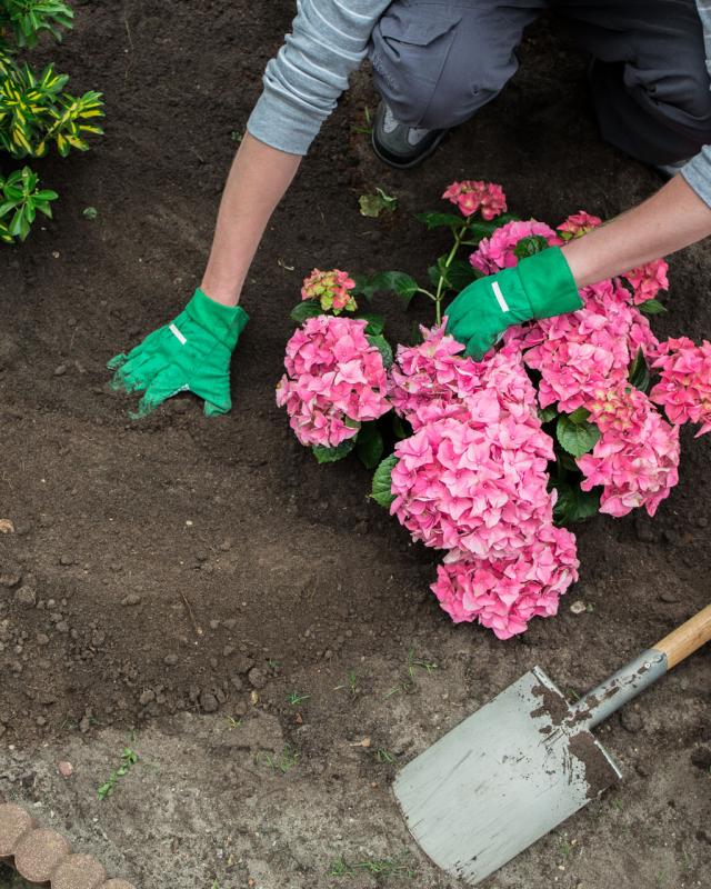 Заглублять ли гортензию при посадке. Как посадить гортензию в открытый грунт. Как правильно ухаживать за гортензией в саду осенью. Как посадить гортензию в открытый грунт весной из горшка.