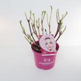 Everbloom hortensia pink