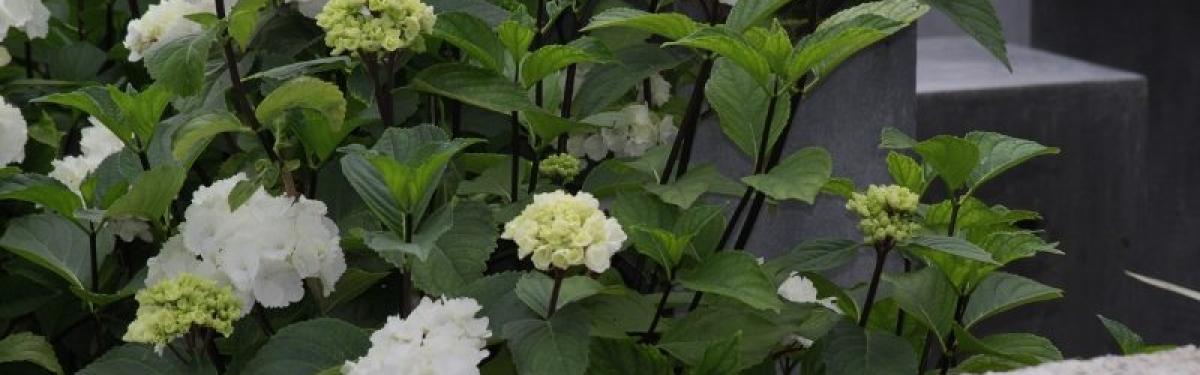 Van Klaveren Plant Hortensia