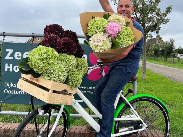 Zeestraten Hortensias