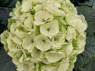 Hydrangea macr Artica®