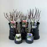 Hydrangea Black Steel® collectie