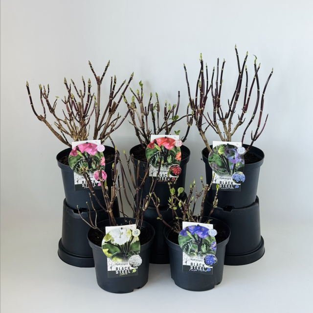 Hydrangea Black Steel® collectie