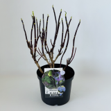 Hydrangea Black Steel® blue
