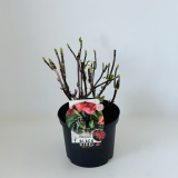 Hydrangea Blacksteel Red