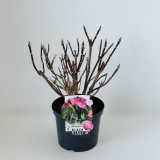 Hydrangea Black Steel® pink