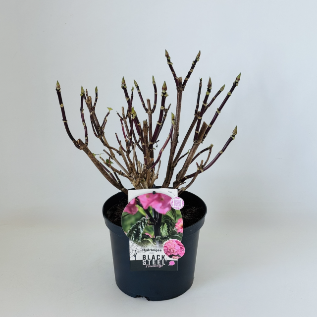 Hydrangea Black Steel® pink