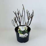 Hydrangea Black Steel® white