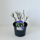 Hydrangea Blacksteel Purple