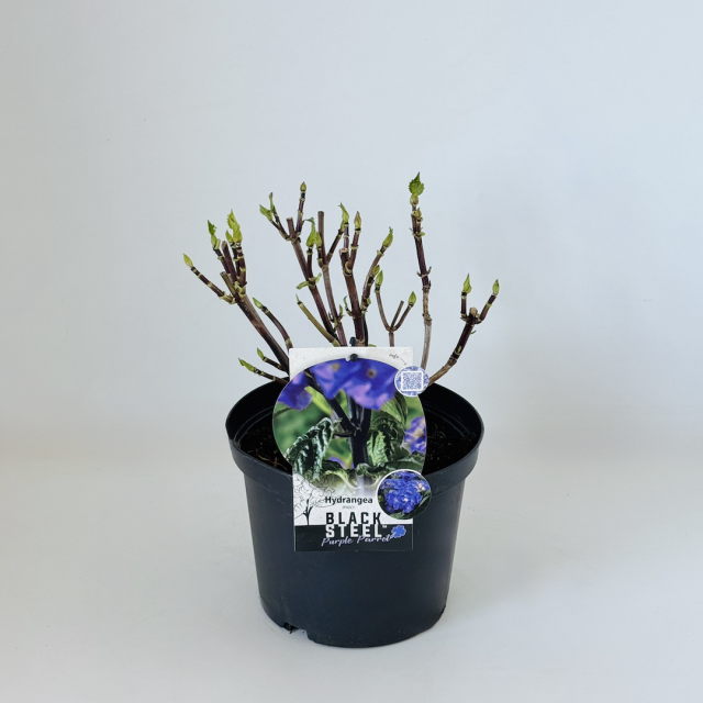 Hydrangea Blacksteel Purple