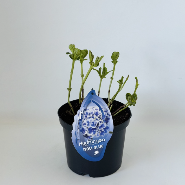 Hydrangea Dali Blue
