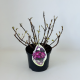 Hydrangea Dark Angel