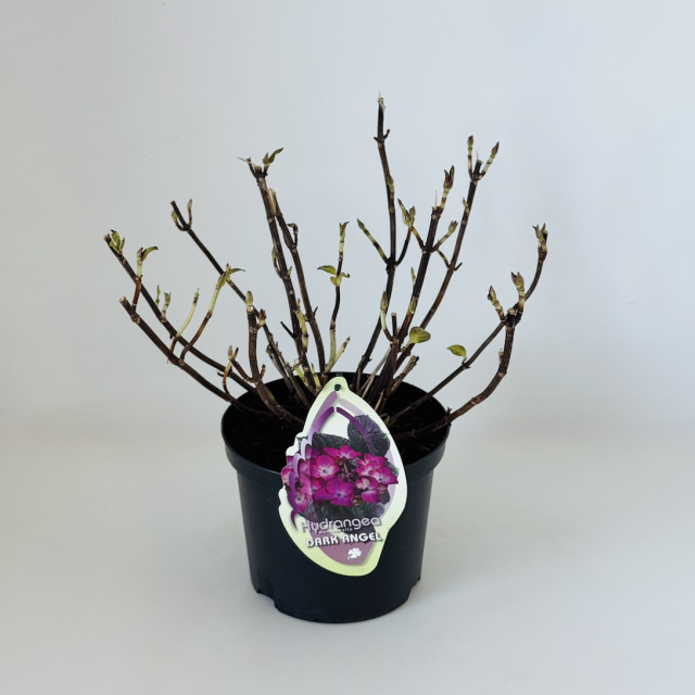 Hydrangea Dark Angel
