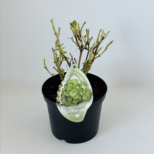 Hydrangea Verdi