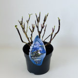 Hydrangea Zorro Blue