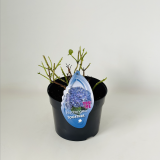 Hydrangea Together® blue