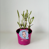 Everbloom® Blue Wonder