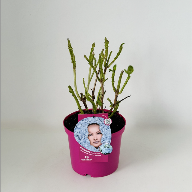 Everbloom® Blue Wonder