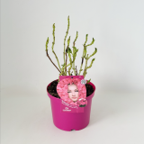 Everbloom® Red Wonder