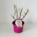 Everbloom® White Wonder