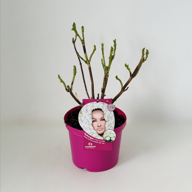 Everbloom® White Wonder
