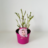 Everbloom® Pink Wonder
